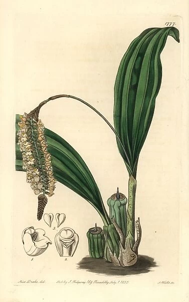 Common rattlesnake orchid, Pholidota imbricata