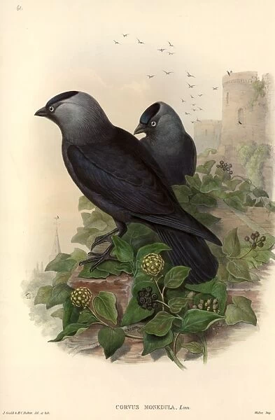 Corvus monedula, Eurasian jackdaw