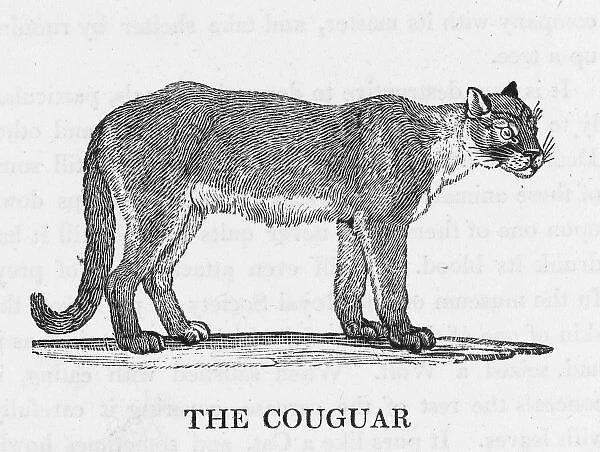Cougar (Bewick)