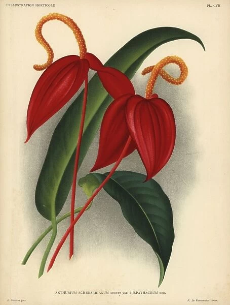 Crimson flamingo flower or anthurium lily