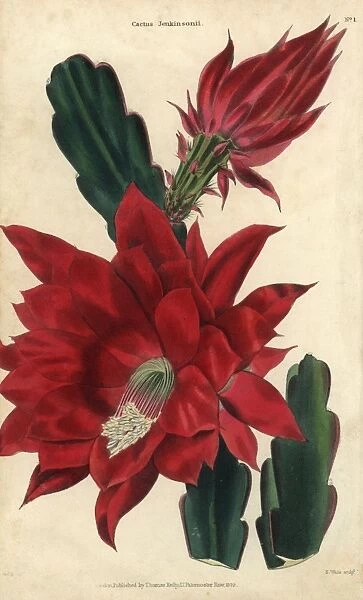 Crimson-flowered cactus, Disocactus jenkinsonii