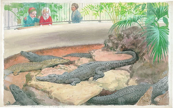 Crocodiles and Alligators at London Zoo