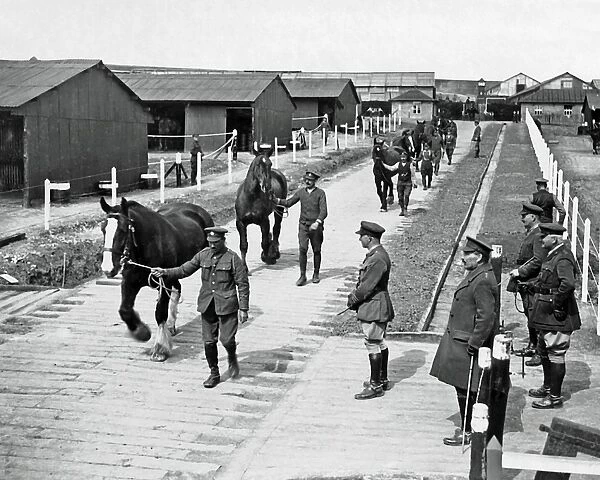 Cured horses leaving a depot, Western Front, WW1