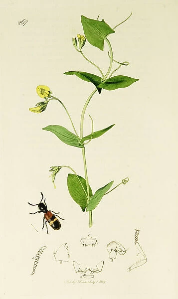 Curtis British Entomology Plate 267