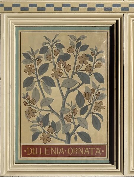 Dillenia ornata, camellia