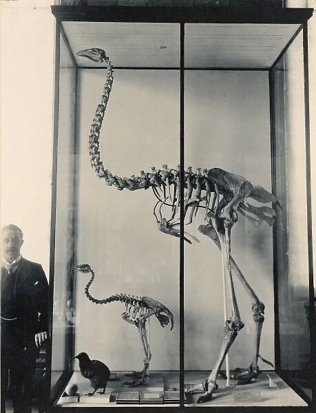 Dinoris sp. moa skeletons