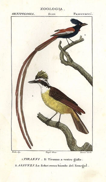 Eastern kingbird, Tyrannus tyrannus, and Asian