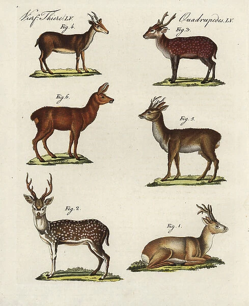 Eastern roe deer, spotted deer, hog deer, Muntjac