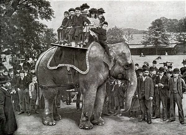 Elephant rides at Regents Park Zoo, London