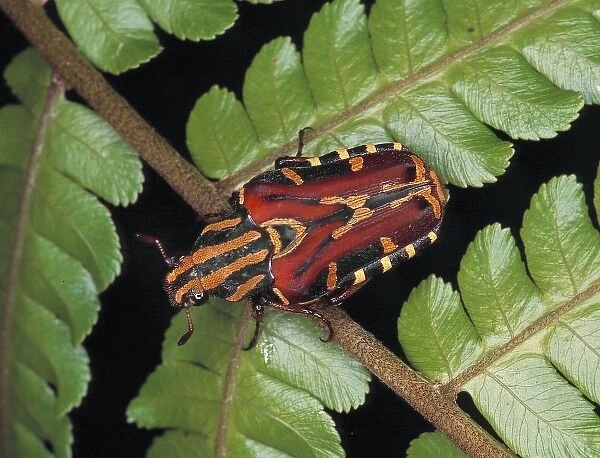 Euselates sp. rose chafer beetle