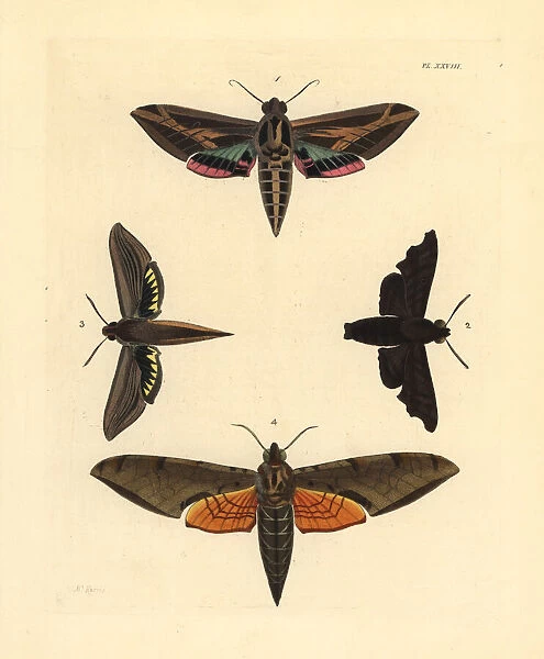Exotic sphinx moths