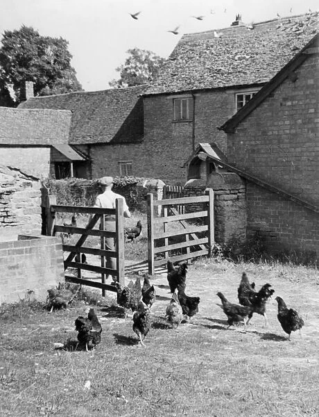 Farmyard Hens