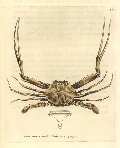 Forceps crab, Lupella forceps