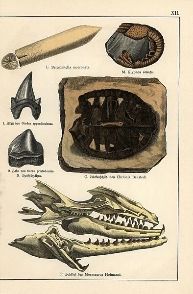 Fossils of extinct celaphopod, crustacean, turtle and shark