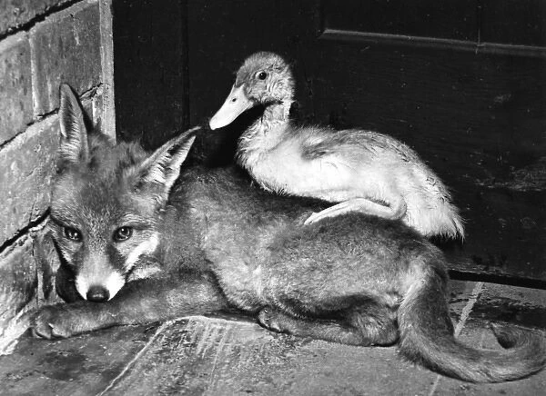 Fox and Duckling