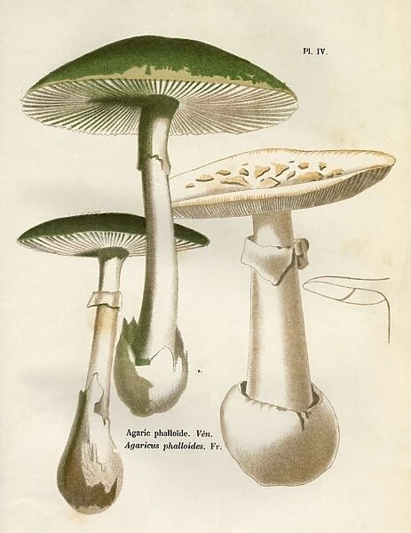 Funghi  /  Cordier 4 1876