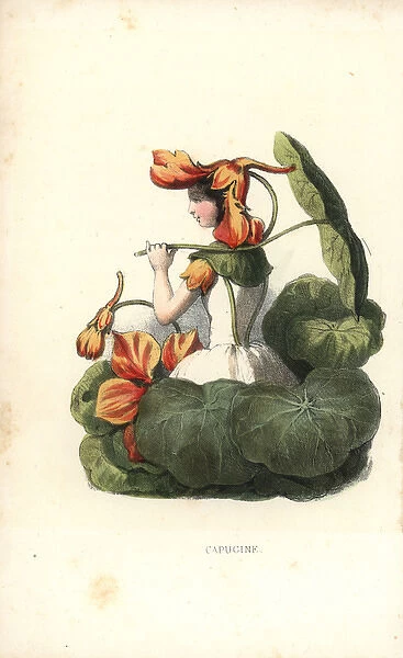 Garden nasturtium flower fairy, Tropaeolum majus