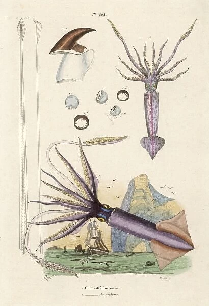 Giant Squid 1837