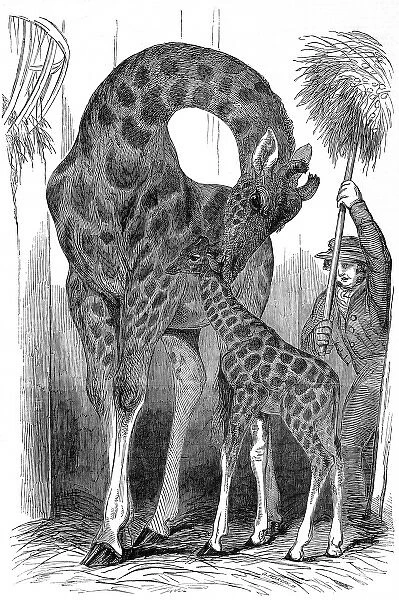 Giraffe and her young, London Zoo, 1849