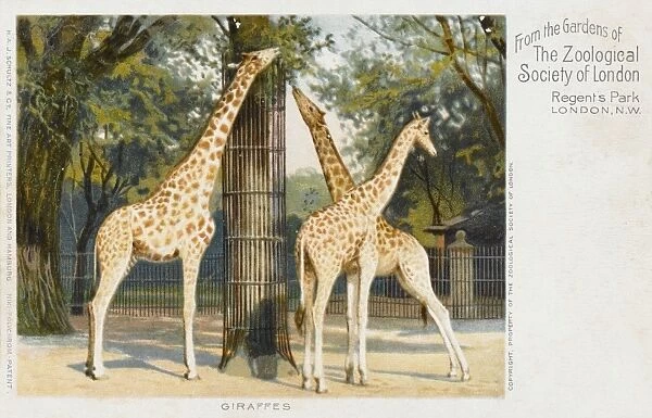 Giraffes at London Zoo - Regents Park