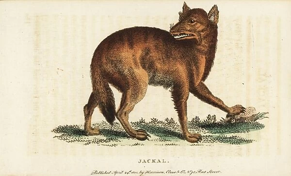 Golden jackal, Canis aureus