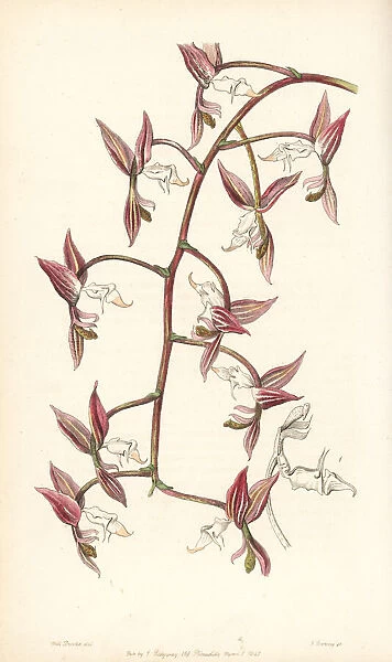 Gongora aromatica orchid