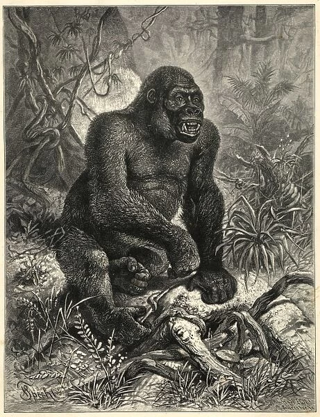 The Gorillla