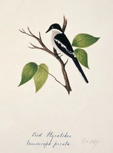 Hemipus picatus, bar-winged flycatcher-shrike