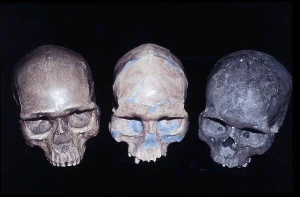 Homo sapiens crania comparison