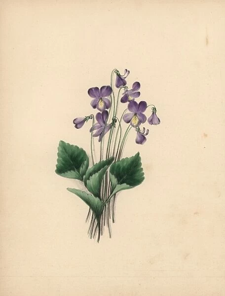 Hoodleaved violet, Viola cucullata