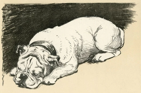 Illustration by Cecil Aldin, sleeping bulldog