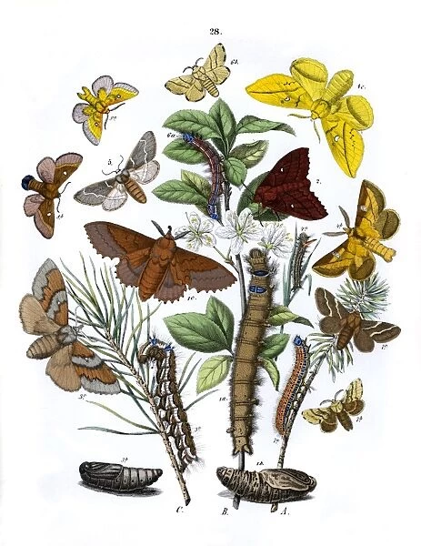 Illustration, Lasiocampidae