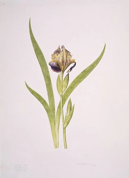 Iris sp. iris