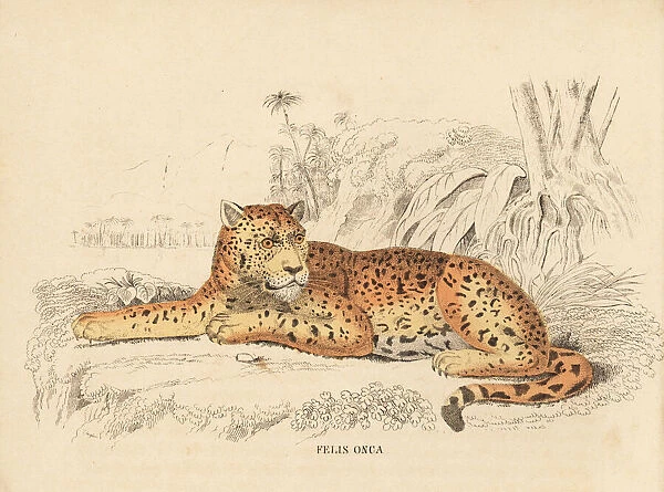 Jaguar, Panthera onca