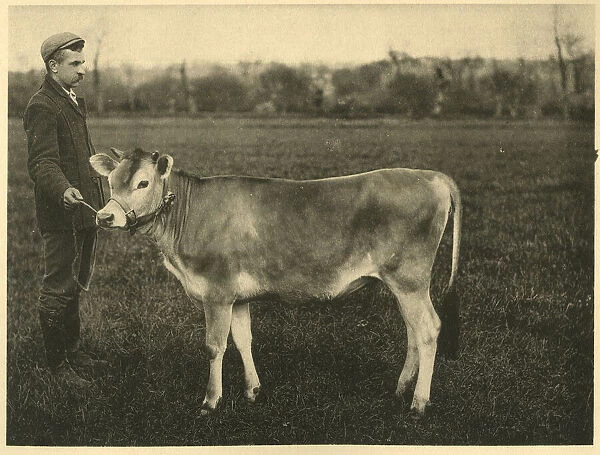 Jersey cow yearling