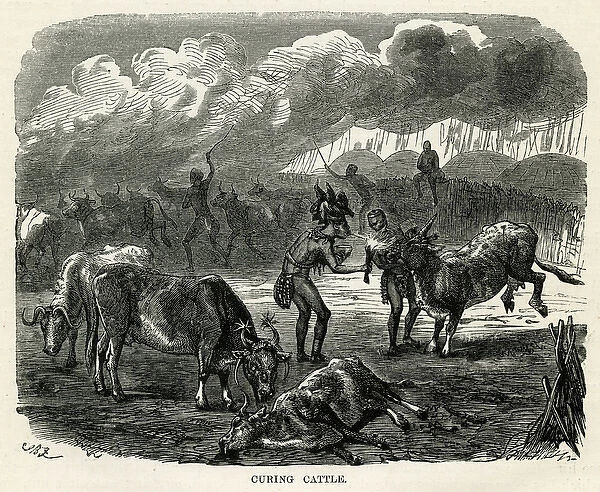 Kaffir Curing Cattle