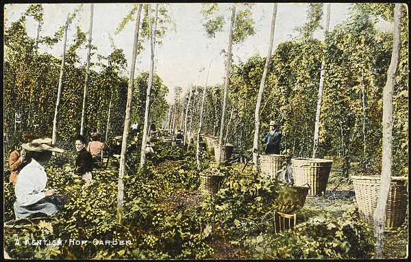 A Kentish Hop Garden