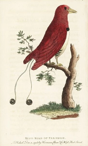 King bird of paradise, Cicinnurus regius
