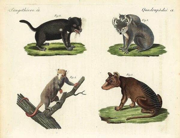 Koala, Tasmanian devil, thylacine and white phalanger