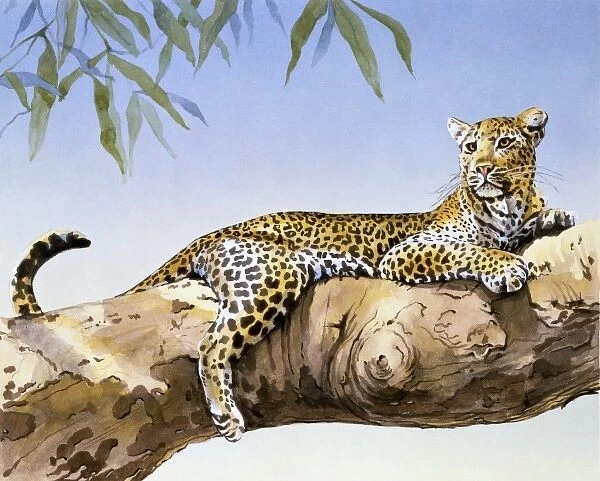 A large Leopard reclining on a branch