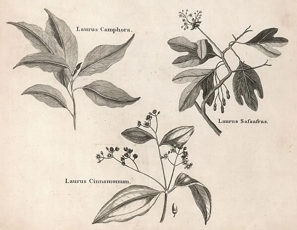 Laurus Species