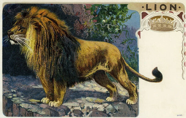 Lion. The lion(Panthera leo) is one of thebig catsin thegenusPantheraand