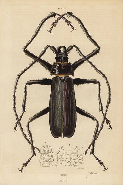 Macrotoma hayesii beetle