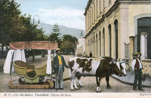 Madeira, Funchal - Oxen carriage
