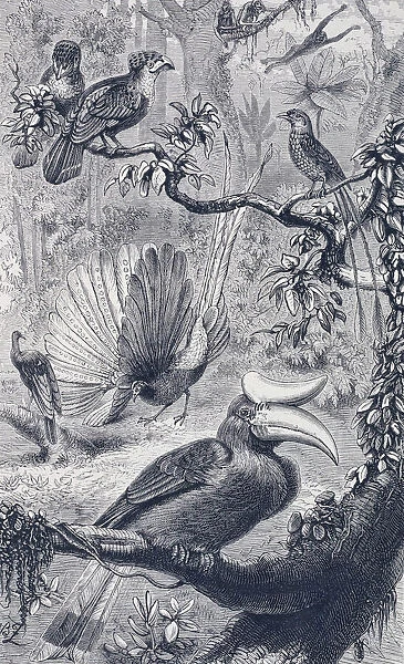A Malayan forest, with its characteristic birds