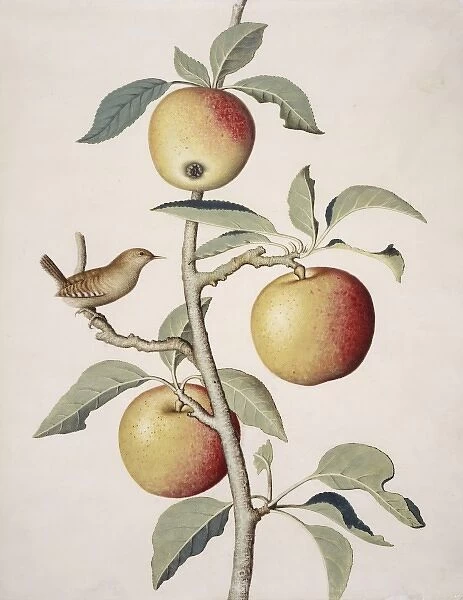 Malus sp. apple tree and wren
