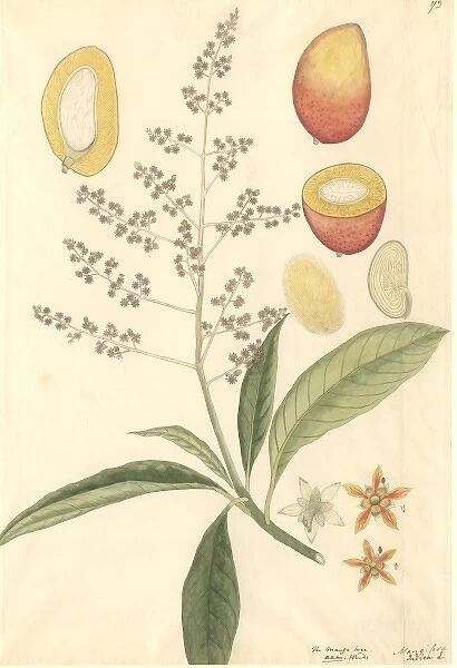Mangifera sp. mango