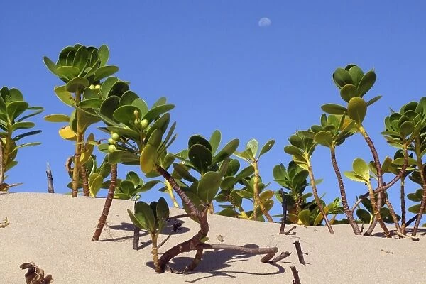 Mangroves - growing in the sand