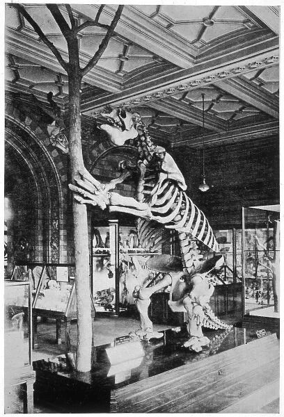 Megatherium Skeleton