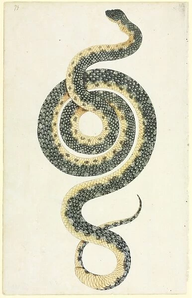Morelia spilota, diamond python